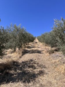 Hayat Delikatessen, Oliven aus Köprübasi, Oliven Al Forno in Salz