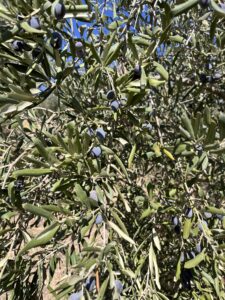 Hayat Delikatessen, Oliven aus Köprübasi, Oliven Al Forno in Salz