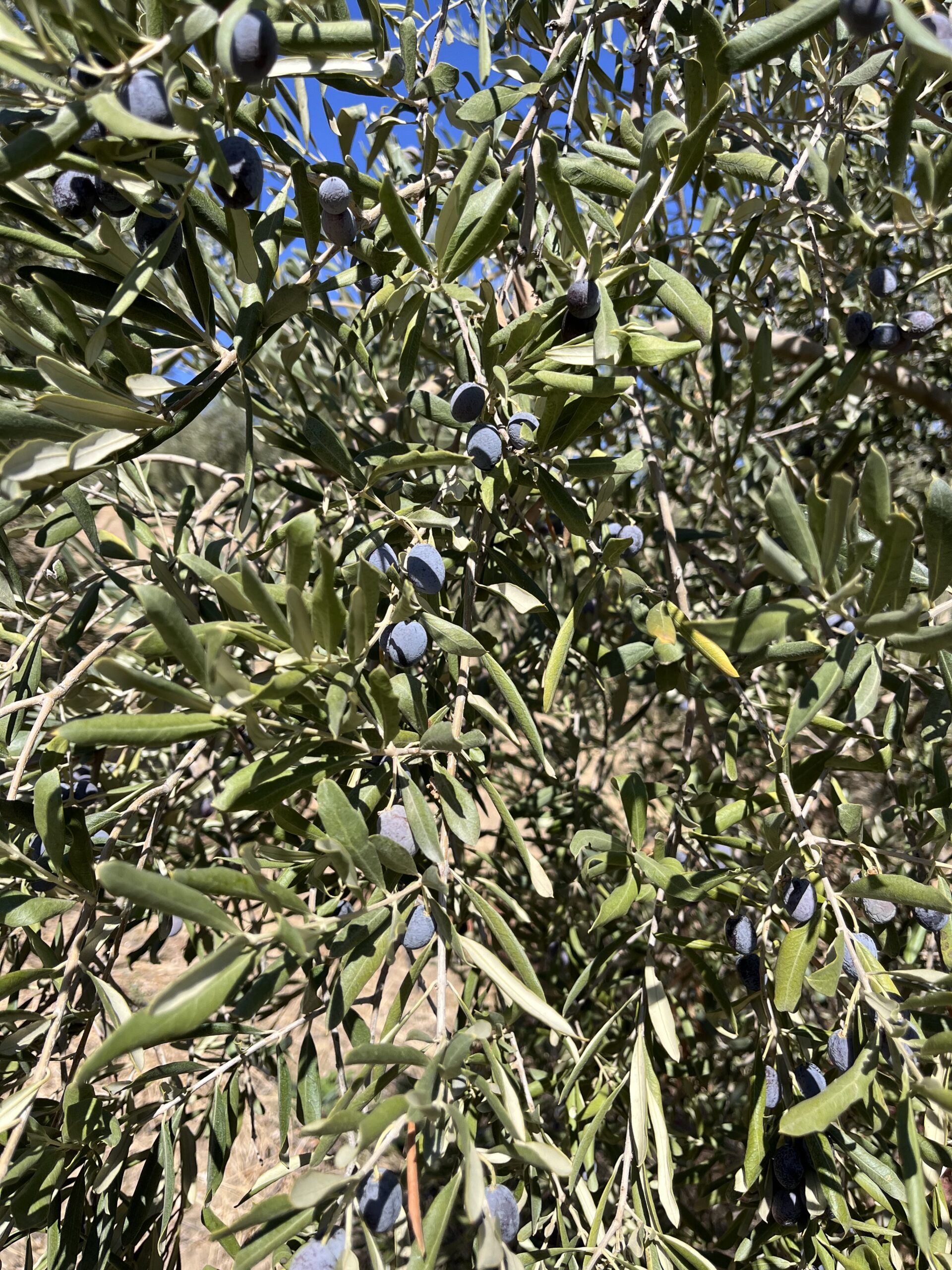 Hayat Delikatessen, Oliven aus Köprübasi, Oliven Al Forno in Salz